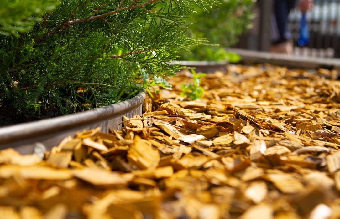 Detailaufnahme eines Gartens, in dem Mulch den Boden bedeckt, umgeben von lebendigen Pflanzen und Blumen